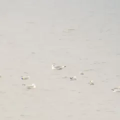 Black-legged Kittiwake thumbnail 4