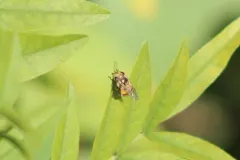 Spotted-wing Bromeliad Fly thumbnail 1