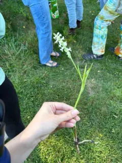 Marsh Ladies' Tresses thumbnail 2
