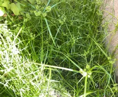 tall flatsedge thumbnail 3