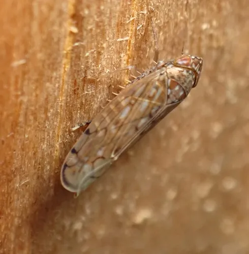 Osbornellus consors