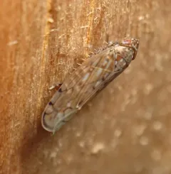 Osbornellus consors thumbnail 1