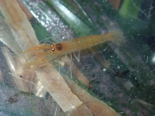 Fuzzy Hooded Shrimp