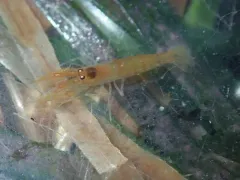 Fuzzy Hooded Shrimp thumbnail 1