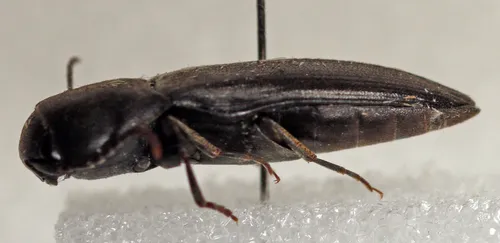 Asiocnemis nitens