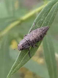 Hickory Jewel Beetle thumbnail 2