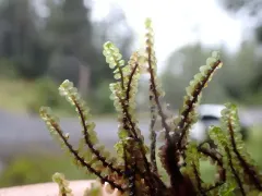 Marsh Earwort thumbnail 1