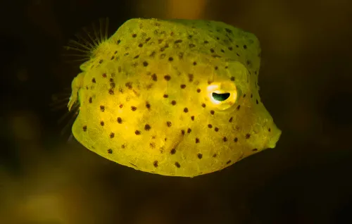 Buffalo Trunkfish