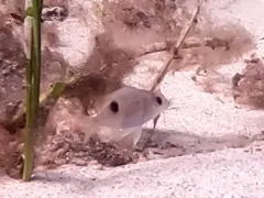 Northern Red Snapper thumbnail 4