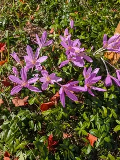 Autumn Crocus thumbnail 1