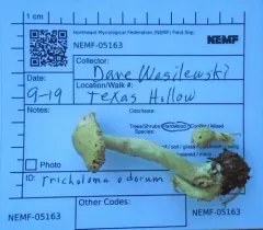 Tricholoma odorum thumbnail 2