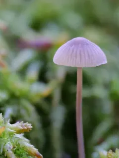 Mycena atroalboides thumbnail 2