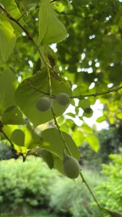 fragrant snowbell thumbnail 1