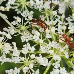 Wily Field Ant thumbnail 2
