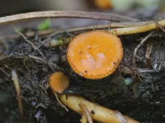 Scutellinia crinita thumbnail 1