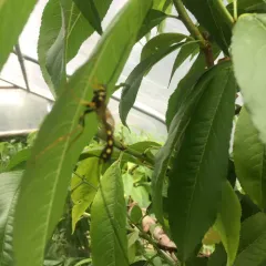 Norton's Giant Ichneumonid Wasp thumbnail 1