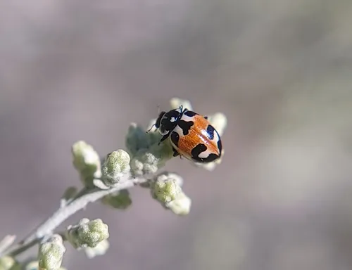 Hippodamia apicalis