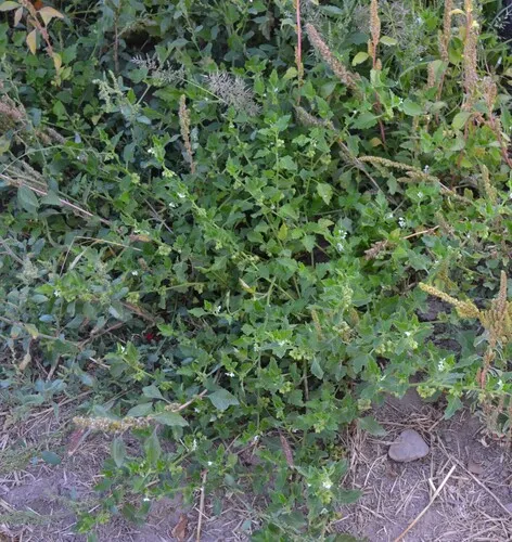 Green Nightshade