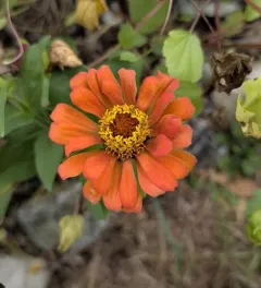 Elegant Zinnia thumbnail 1