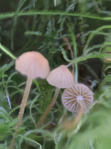 Galerina fallax