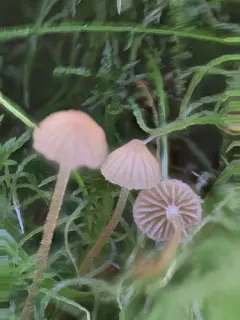 Galerina fallax thumbnail 1