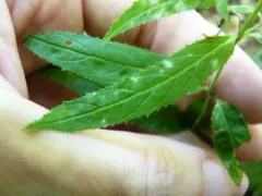 Willowherb Mildew thumbnail 2