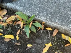 Toad Lily thumbnail 1