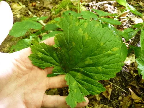 Peronospora gei