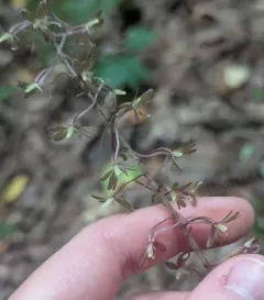 crane-fly orchid thumbnail 2
