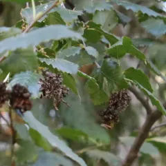 Western American Alder Tongue Gall thumbnail 2
