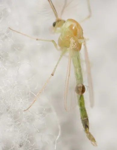 Dicrotendipes modestus