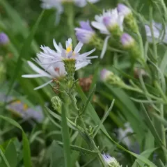 western aster thumbnail 2