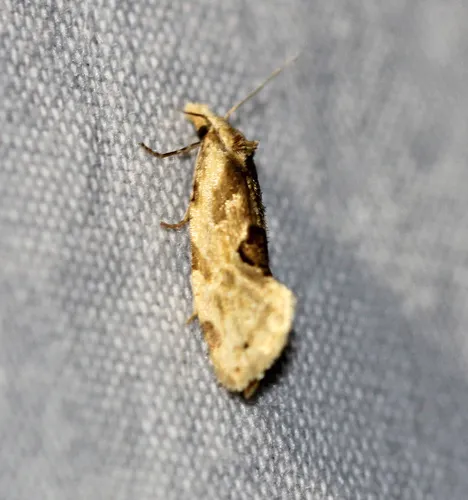 Aethes angustana