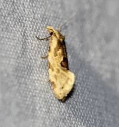 Aethes angustana thumbnail 1