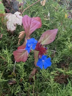 blue leadwort thumbnail 2