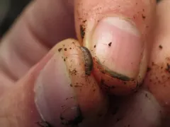 Western Saltmarsh Woodlouse thumbnail 2