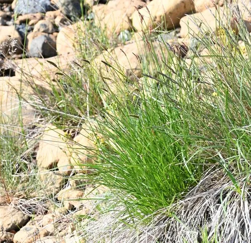 Bulrush Sedge