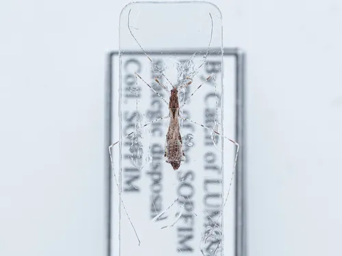 Empicoris errabundus