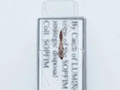 Empicoris errabundus thumbnail 1