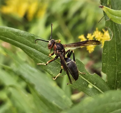 Parametric Paper Wasp