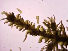 Anomodon tristis thumbnail 2