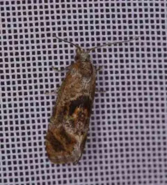 Rolandylis fusca thumbnail 3