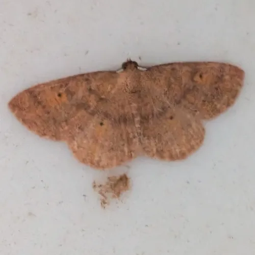 Black-dotted Ruddy Moth