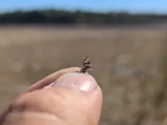 Small Waterwort thumbnail 2