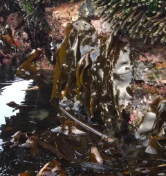 sea cabbage kelp thumbnail 4