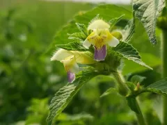 Large-flowered Hemp-nettle thumbnail 1