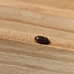 Drugstore Beetle thumbnail 3
