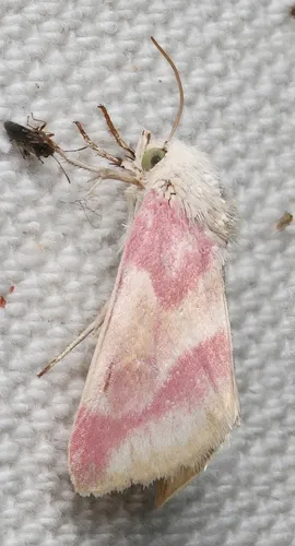 Reginia Primrose Moth