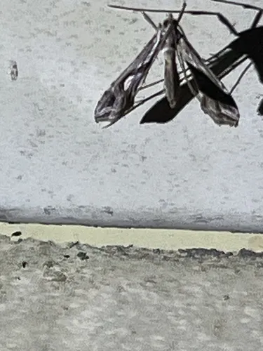 Eggplant Leafroller Moth