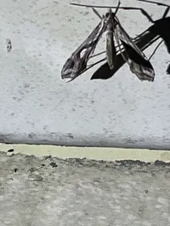 Eggplant Leafroller Moth thumbnail 1